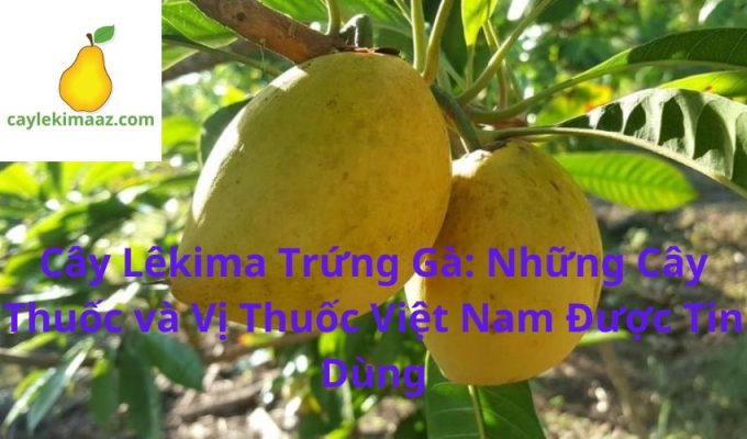 Cây Lêkima Trứng Gà: Những Cây Thuốc và Vị Thuốc Việt Nam Được Tin Dùng