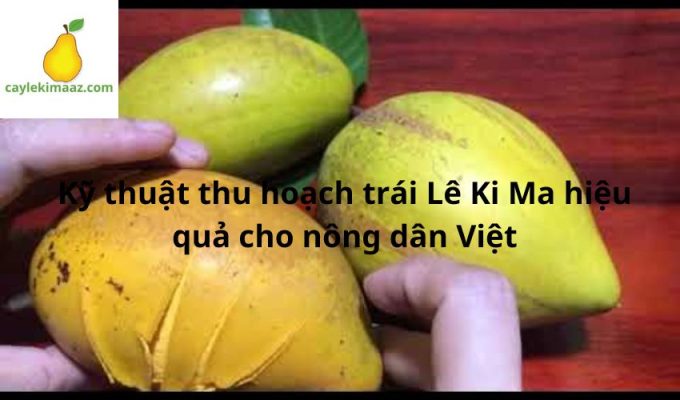 Kỹ thuật thu hoạch trái Lê Ki Ma hiệu quả cho nông dân Việt