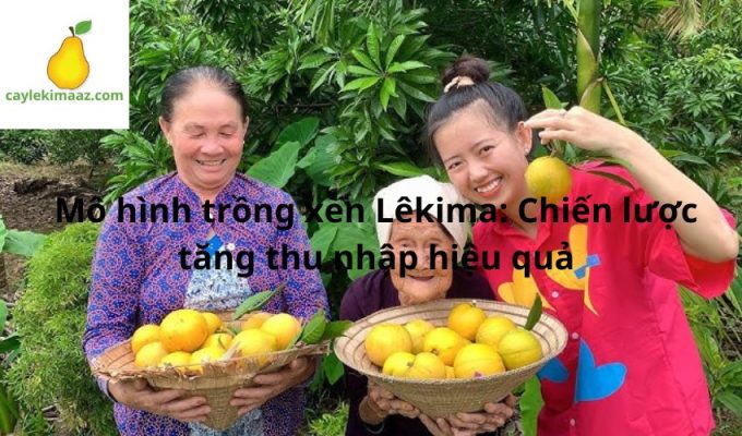 Mô hình trồng xen Lêkima: Chiến lược tăng thu nhập hiệu quả