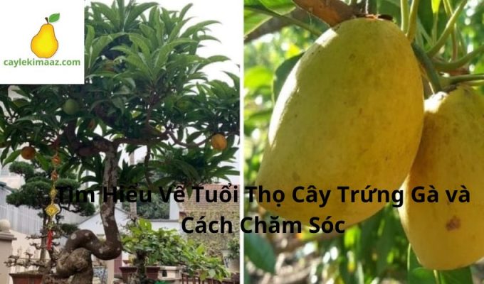 Tìm Hiểu Về Tuổi Thọ Cây Trứng Gà và Cách Chăm Sóc