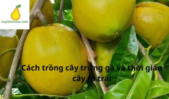 Cách trồng cây trứng gà và thời gian cây ra trái