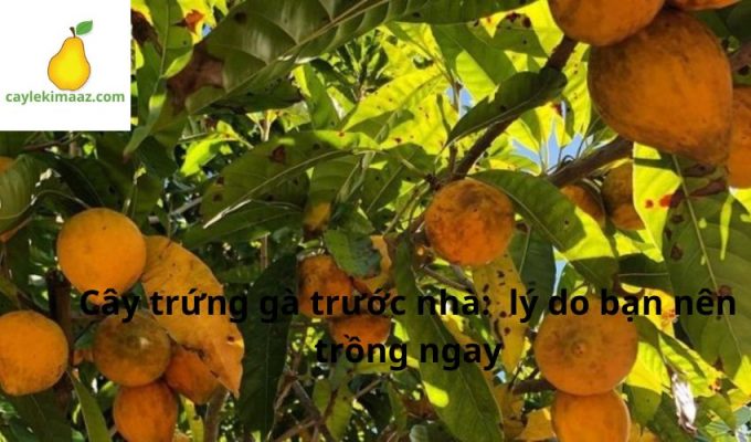 Cây trứng gà trước nhà: lý do bạn nên trồng ngay