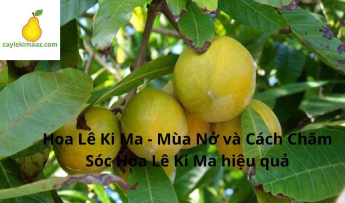 Hoa Lê Ki Ma - Mùa Nở và Cách Chăm Sóc Hoa Lê Ki Ma hiệu quả