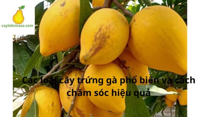 Các loại cây trứng gà phổ biến và cách chăm sóc hiệu quả