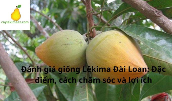 Đánh giá giống Lêkima Đài Loan: Đặc điểm, cách chăm sóc và lợi ích