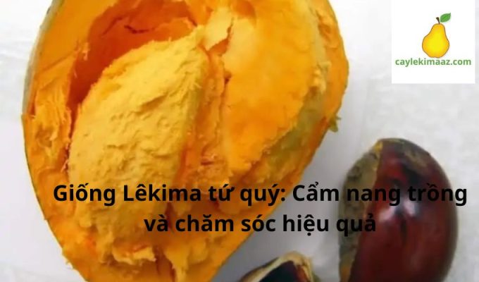 Giống Lêkima tứ quý: Cẩm nang trồng và chăm sóc hiệu quả