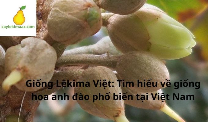 Giống Lêkima Việt: Tìm hiểu về giống hoa anh đào phổ biến tại Việt Nam