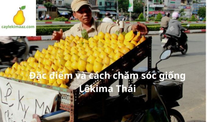 Đặc điểm và cách chăm sóc giống Lêkima Thái