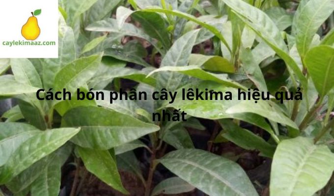  Kỹ thuật trồng cây trứng gà cần phải biết để thành công