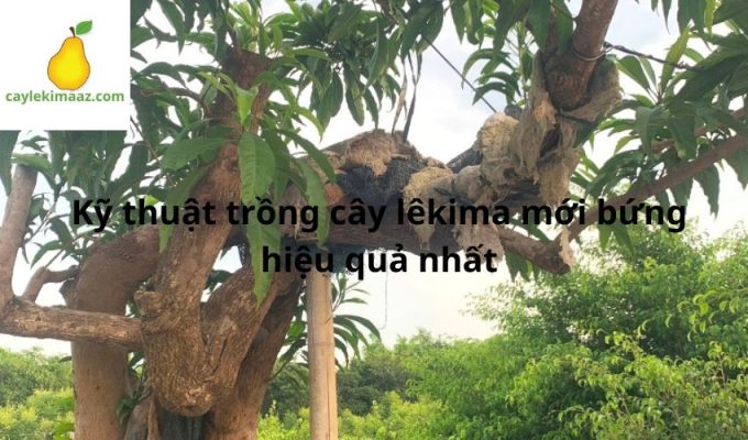 Kỹ thuật trồng cây lêkima mới bứng hiệu quả nhất