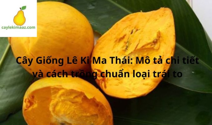 Cây Giống Lê Ki Ma Thái: Mô tả chi tiết và cách trồng chuẩn loại trái to