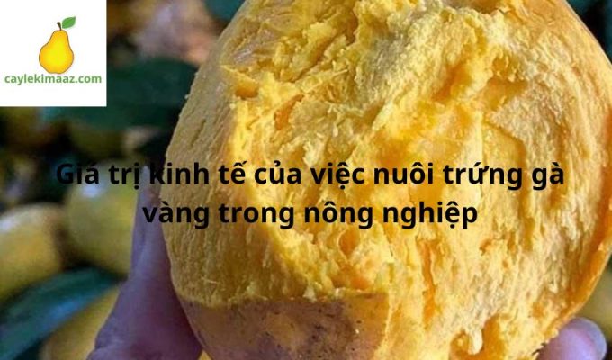 Giá trị kinh tế của việc nuôi trứng gà vàng trong nông nghiệp