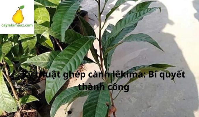 Kỹ thuật ghép cành lêkima: Bí quyết thành công