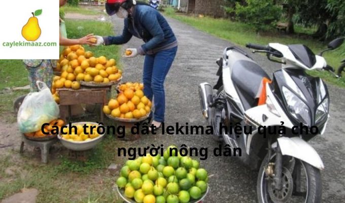 Cách trồng đất lekima hiệu quả cho người nông dân