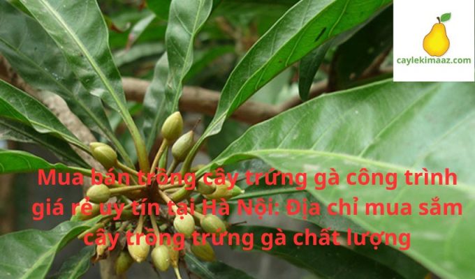 Mua bán trồng cây trứng gà công trình giá rẻ uy tín tại Hà Nội: Địa chỉ mua sắm cây trồng trứng gà chất lượng