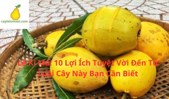 Lê Ki Ma: 10 Lợi Ích Tuyệt Vời Đến Từ Loài Cây Này Bạn Cần Biết