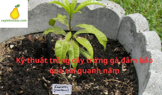 Kỹ thuật trồng cây trứng gà đảm bảo quả sai quanh năm