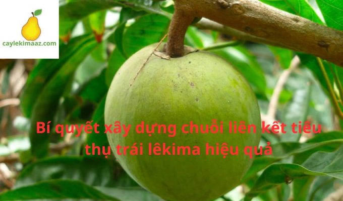 Bí quyết xây dựng chuỗi liên kết tiêu thụ trái lêkima hiệu quả