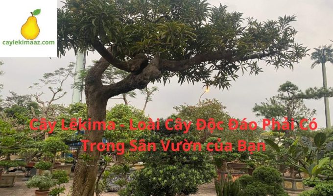 Cây Lêkima - Loài Cây Độc Đáo Phải Có Trong Sân Vườn của Bạn