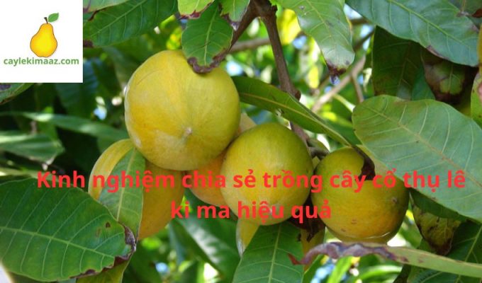 Kinh nghiệm chia sẻ trồng cây cổ thụ lê ki ma hiệu quả