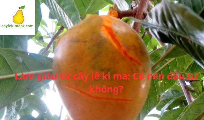 Làm giàu từ cây lê ki ma: Có nên đầu tư không?