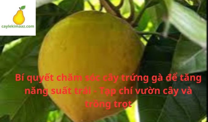 Bí quyết chăm sóc cây trứng gà để tăng năng suất trái - Tạp chí vườn cây và trồng trọt