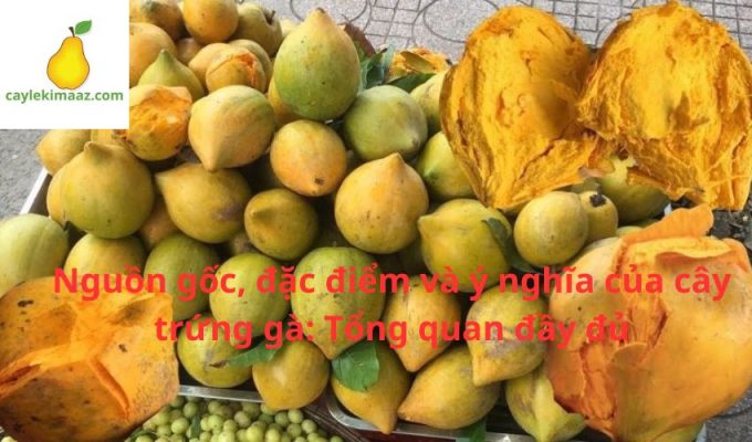 Nguồn gốc, đặc điểm và ý nghĩa của cây trứng gà: Tổng quan đầy đủ