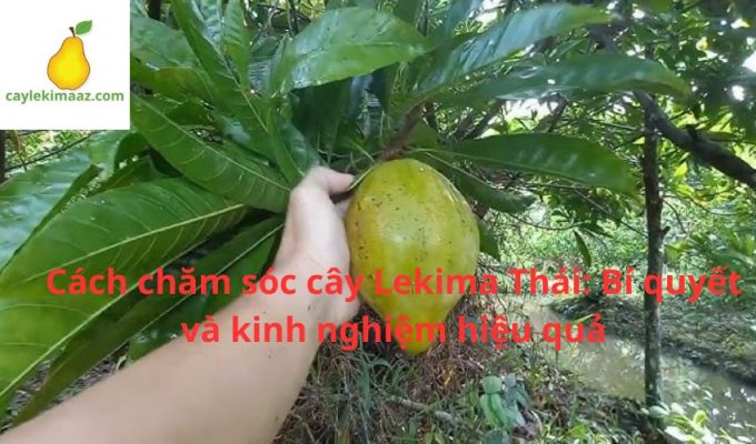 Cách chăm sóc cây Lekima Thái: Bí quyết và kinh nghiệm hiệu quả