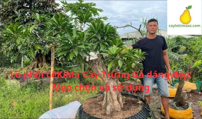 Lô phôi LêKiMa Cây Trứng Gà dáng đẹp: Mẹo chọn và sử dụng