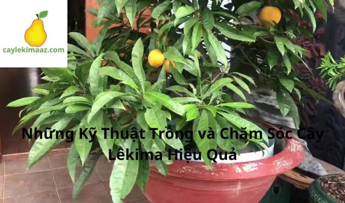 Những Kỹ Thuật Trồng và Chăm Sóc Cây Lêkima Hiệu Quả