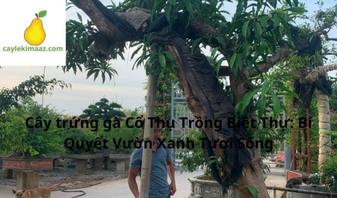 Cây trứng gà Cổ Thụ Trồng Biệt Thự: Bí Quyết Vườn Xanh Tươi Sống