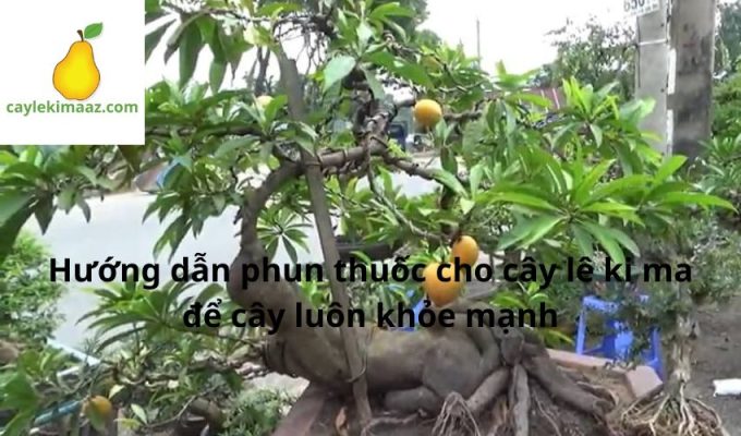 Hướng dẫn phun thuốc cho cây lê ki ma để cây luôn khỏe mạnh