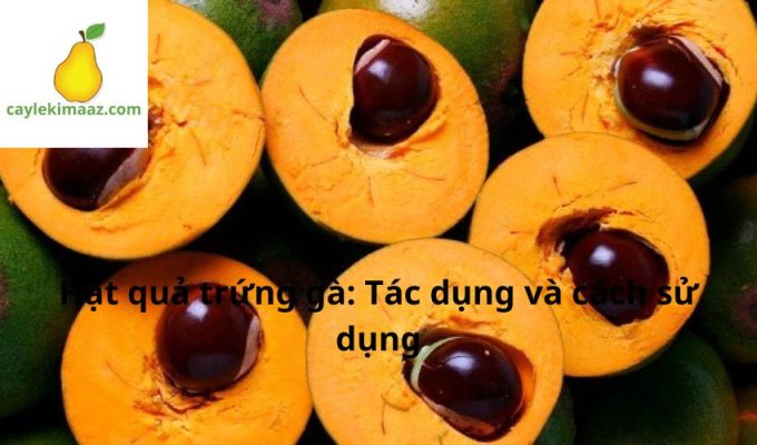 Hạt quả trứng gà: Tác dụng và cách sử dụng